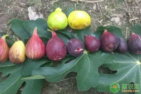 無花果高產種植管理技術要點